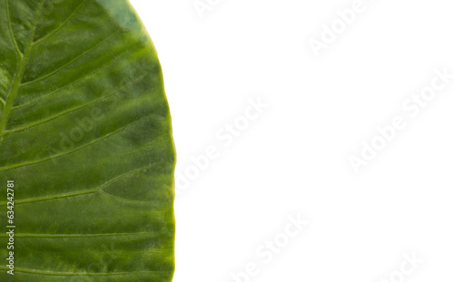 Digital png photo of green leaf on transparent background