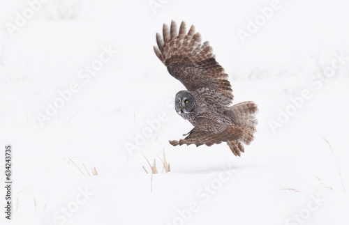 great gray owl taking off from a snow covered field photo