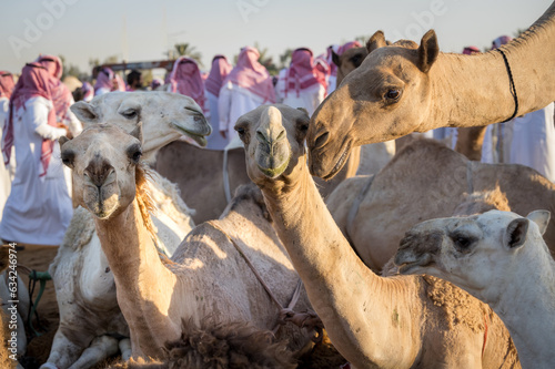 livestock of camels at the camel market of buraydah in saudi arabia