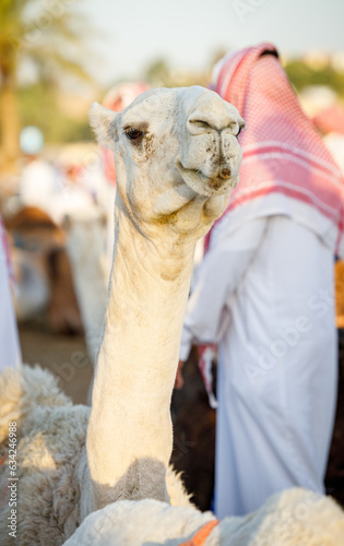 white camel seating peacfully at the camel market of Buraydah photo