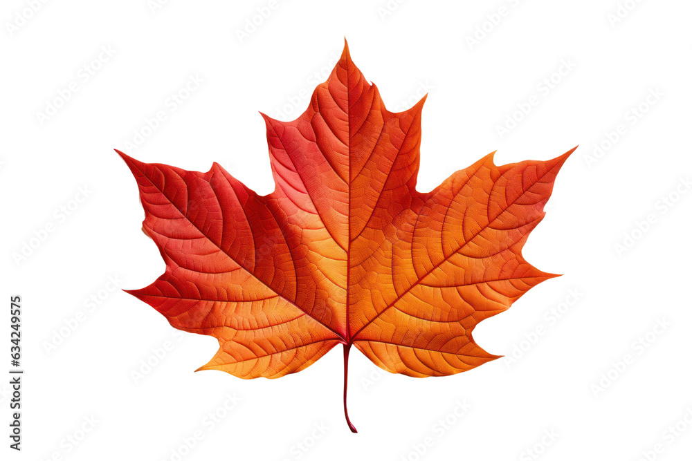 Obraz premium Autumn maple leaf isolated on white transparent, Fall season, PNG