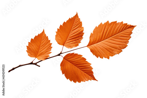 Autumn leaves isolated on white transparent  Fall season  PNG