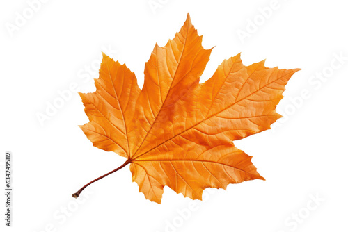 Autumn maple leaf isolated on white transparent, Fall season, PNG
