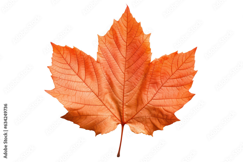 Autumn maple leaf isolated on white transparent, Fall season, PNG Autumn maple leaf isolated on white transparent, Fall season, PNG