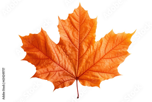 Autumn maple leaf isolated on white transparent  Fall season  PNG