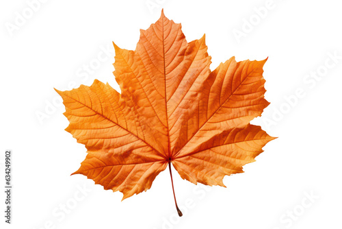 Autumn maple leaf isolated on white transparent  Fall season  PNG