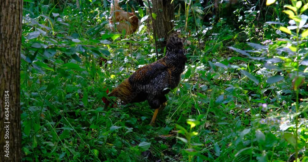 two brown free-range rooster in the garden, Gallus gallus domesticus two brown free-range rooster in the garden, Gallus gallus domesticus