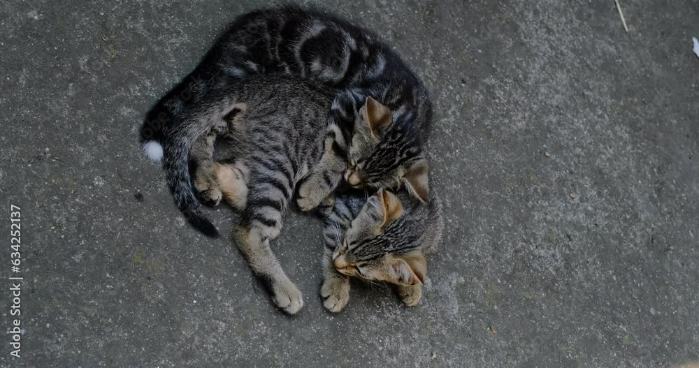 two small striped domestic kittens hugging and play two small striped domestic kittens hugging and play