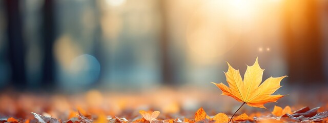 Beautiful yellow red and orange leaves in an autumn park on a br