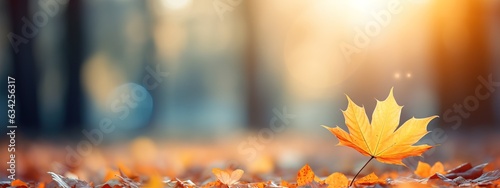 Beautiful yellow red and orange leaves in an autumn park on a br