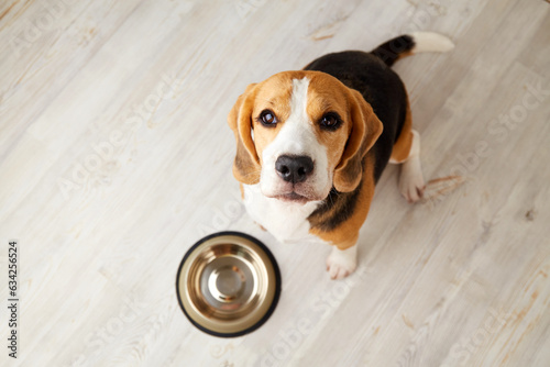 A beagle dog is sitting on the floor, next to an empty bowl. The dog is waiting for feeding. Top view.