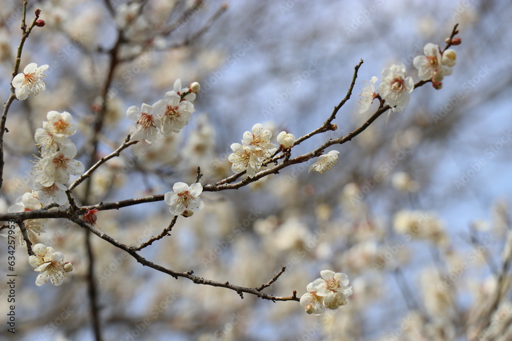 古都秋月・雛めぐり、福岡県朝倉市秋月 古都秋月・雛めぐり、福岡県朝倉市秋月
