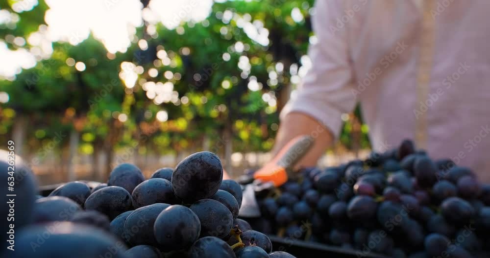 Close-up shot of grape grower farmer harvesting grapes in vineyard during wine harvest season in autumn. Small family business. Winery farm. Grape Picking