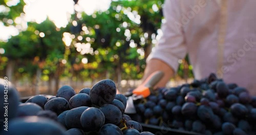 Close-up shot of grape grower farmer harvesting grapes in vineyard during wine harvest season in autumn. Small family business. Winery farm. Grape Picking