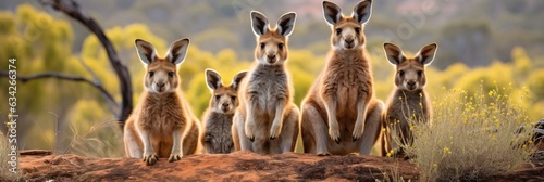A Group Of Kangaroos Sitting On Top Of A Rock. Kangaroos, Group Behaviour, Predators, Rocky Terrain, Adaptations, Rock Climbing, Balance, Survival © Ян Заболотний