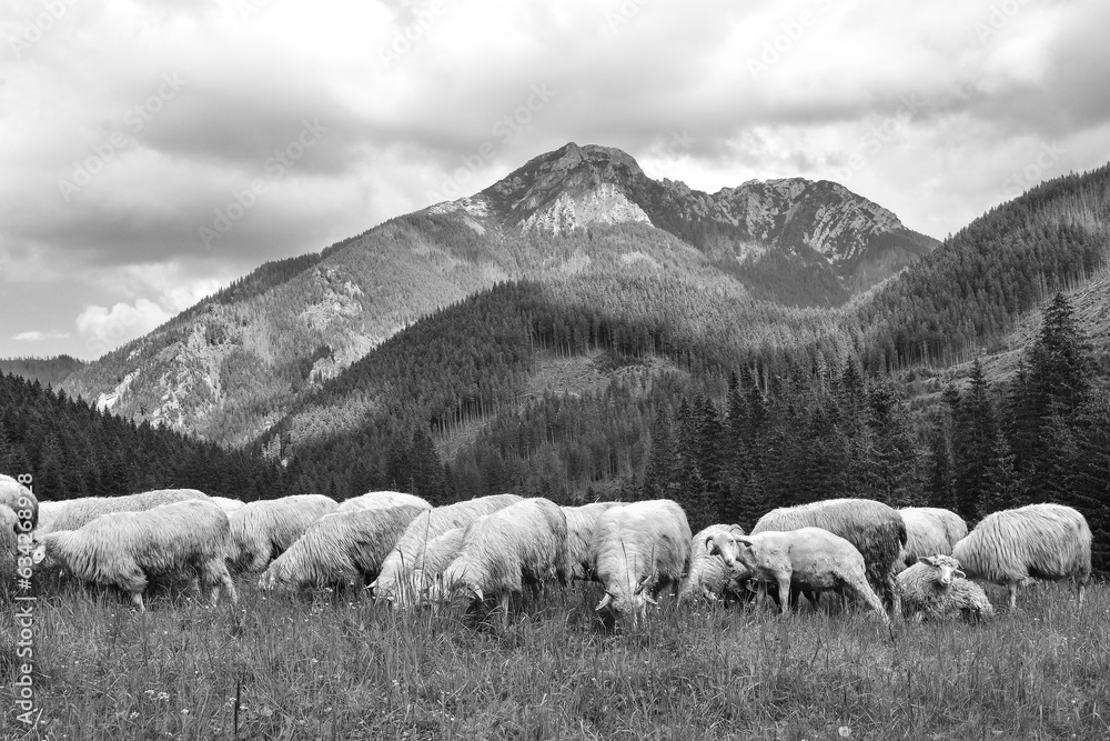 sheep on the meadow in the Tatra mountains, black and white beautiful landscape