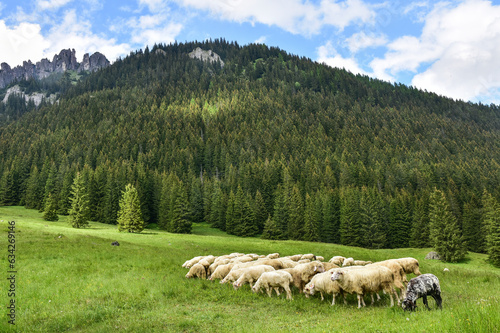 sheep on the meadow in the Tatra mountains, beautiful landscape
