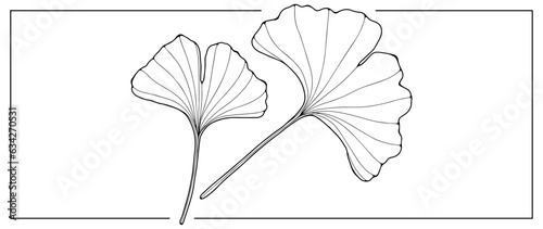 Black contour of ginkgo biloba leaves on a white background. Botanical objects for coloring books, decor, covers, patterns and designs.