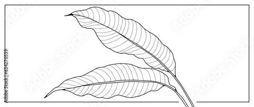 Black outline of large tropical banana leaves on a white background. Botanical objects for coloring books, decor, covers, patterns and designs.