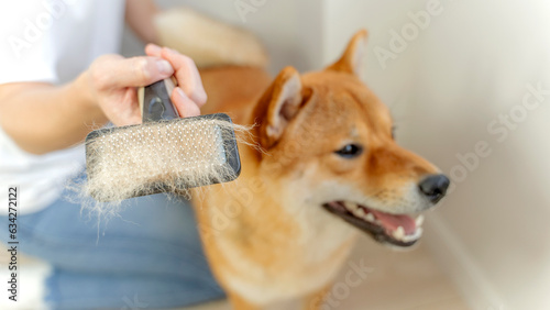 Bilde på lerret grooming of dogs during seasonal molting