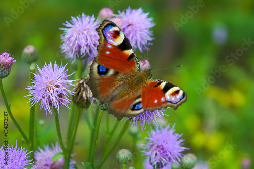 Aglais io or European Peacock Butterfly or Peacock. Butterfly on flower. A brightly lit red-brown orange butterfly with blue lilac spots on its spread wings sits on purple flowers in sunlight.