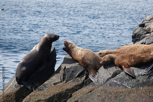 Sea lions on the Kekur stones Five Fingers in the Peter the Great Bay of the Sea of Japan 