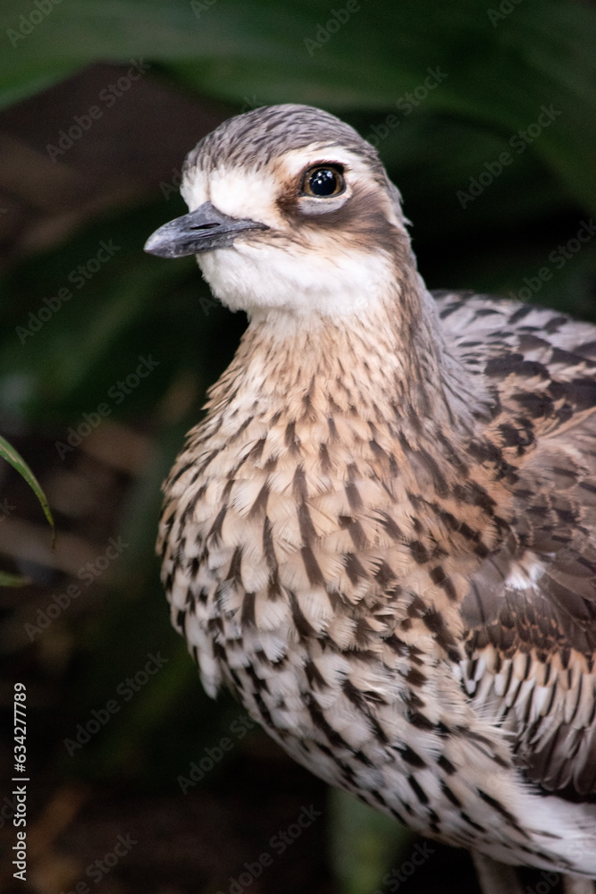 The bush stone curlew has grey-brown feathers with black streaks, a white forehead and eyebrows, a broad, dark-brown eye stripe and golden eyes The bush stone curlew has grey-brown feathers with black streaks, a white forehead and eyebrows, a broad, dark-brown eye stripe and golden eyes