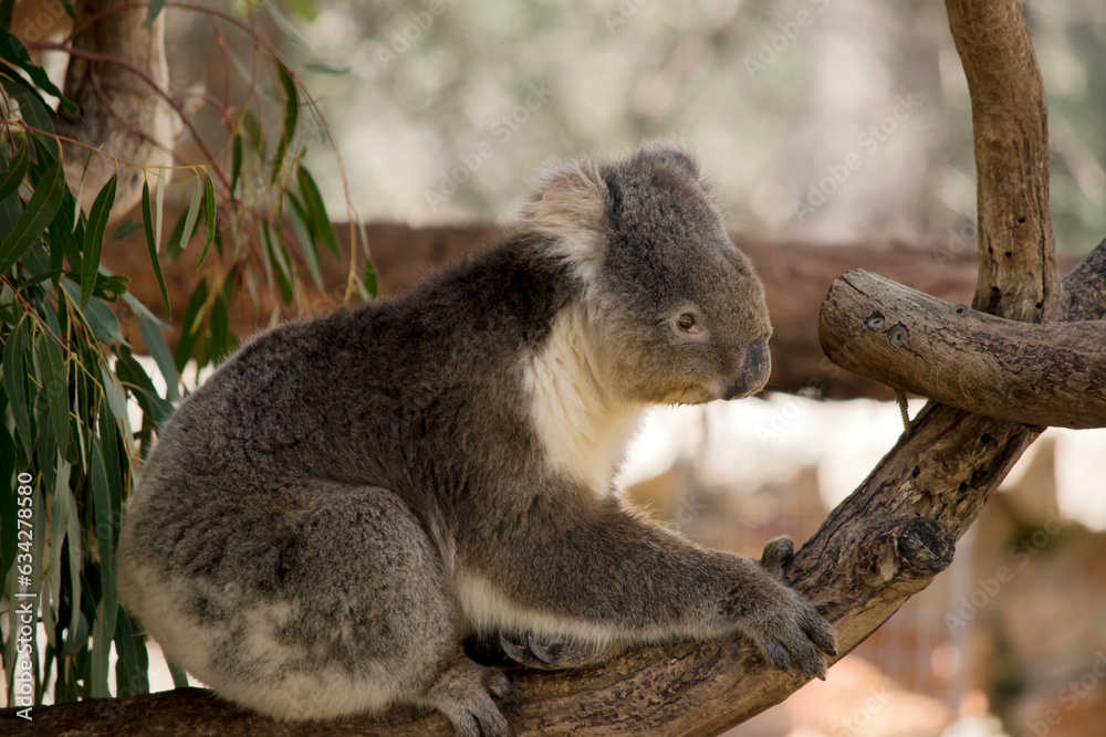 Fototapeta premium the koala is a grey marsupial with fluffy ears and a white chest