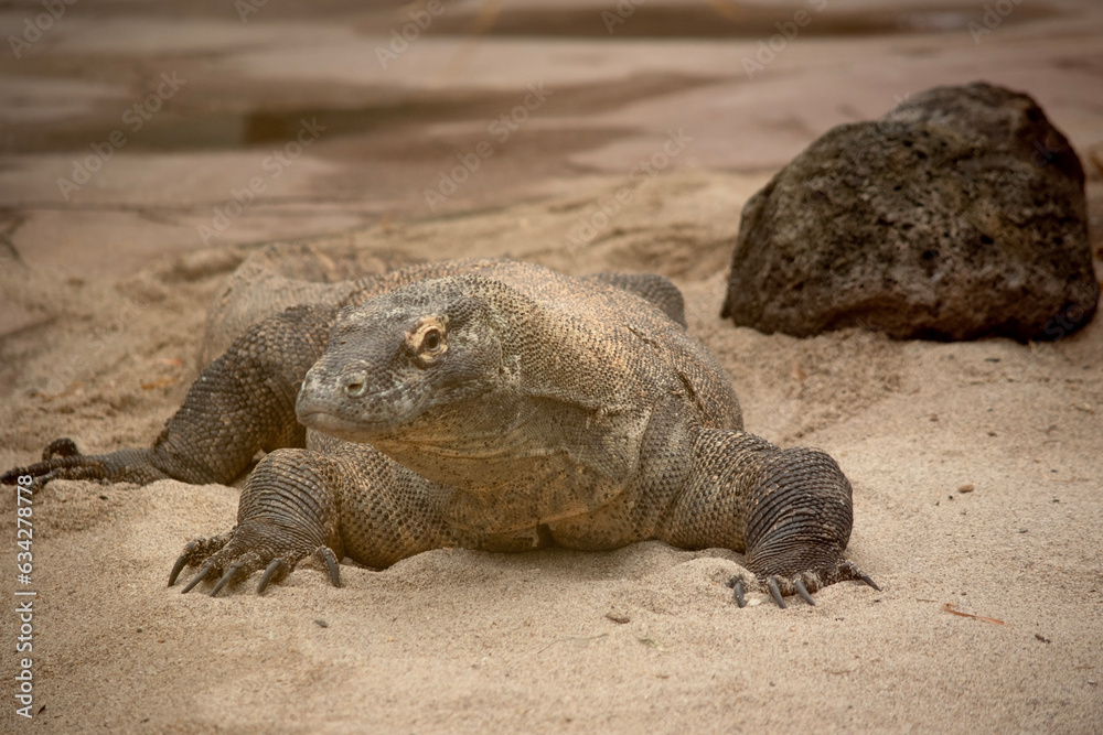 Komodo dragons are large lizards with long tails, strong and agile necks, and sturdy limbs.  Adults are an almost-uniform stone color with distinct, large scales.