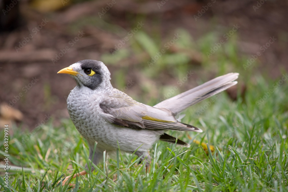 Fototapeta premium The noisy miner has a mostly grey body and black crown and cheeks. The bill is yellow, as are the legs and the naked skin behind the eye.