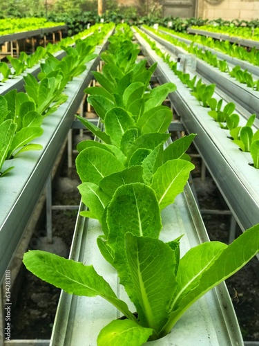 Rows of green lettuce plants thriving hydroponically in a greenhouse for agricultural, farming, sustainability, indoor gardening, hydroponics, and organic produce concepts.