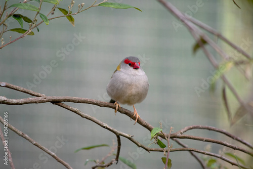 The Red-browed Finch is most easily recognised by its bright red eyebrow, rump and beak, on an otherwise green and grey bird.