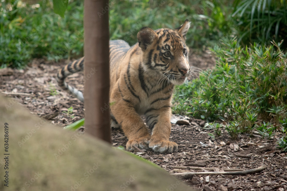 Obraz premium At four months of age tiger cubs are about the size of a medium-sized dog and spend their day playing, pouncing and wrestling with siblings