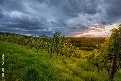 Weinlandschaft © Joachim Berninger