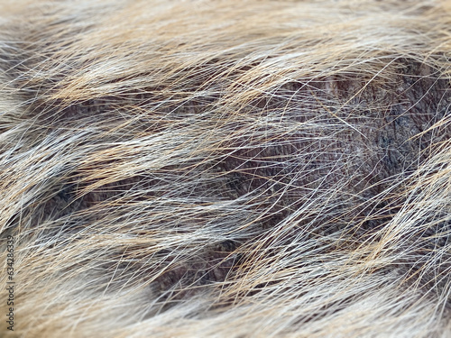 Senior male dog skin problem known as leprosy. Close up.