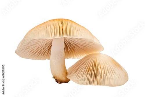 Close-up Enokitake mushroom isolated on transparent or white background PNG