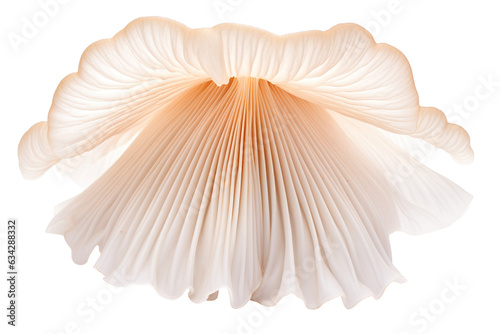 Close-up King oyster mushroom isolated on transparent or white background