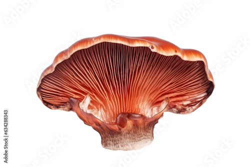 Close-up Ganoderma mushroom isolated on transparent or white background PNG