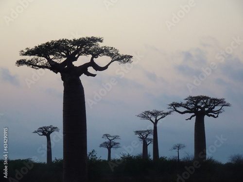 Fototapet Baobab trees at sunrise at the avenue of the baobabs in Morondava　(Madagascar)