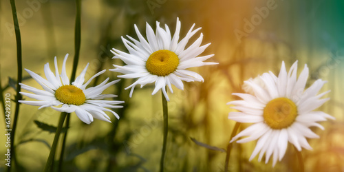 White daisies in the garden in warm light