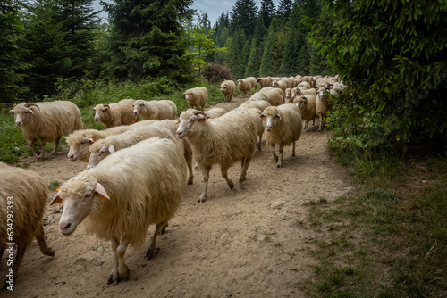 A flock of sheep walking a forest path in Pieniny mountains, Poland. 