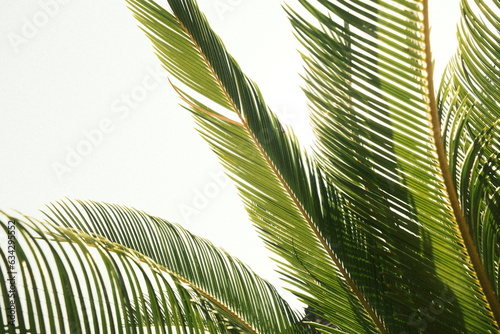 palm tree leaves