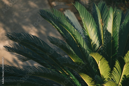 palm tree leaves