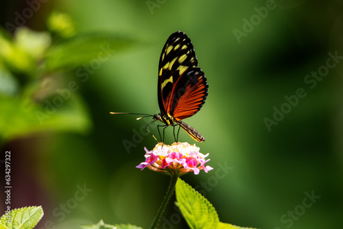 Tiger, Hecale or Golden longwing butterfly (Heliconius hecale) feeding on pale pink flowers with a jungle background