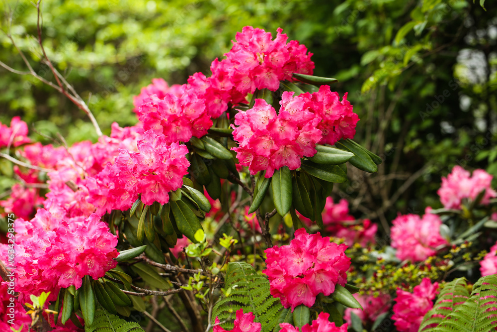 rhododendron in the garden, summer time, red rhododendron in the garden, summer time, red