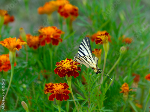 Close view of a scarce swallowtail butterfly (Iphiclides podalirius) feeding on marigold flower