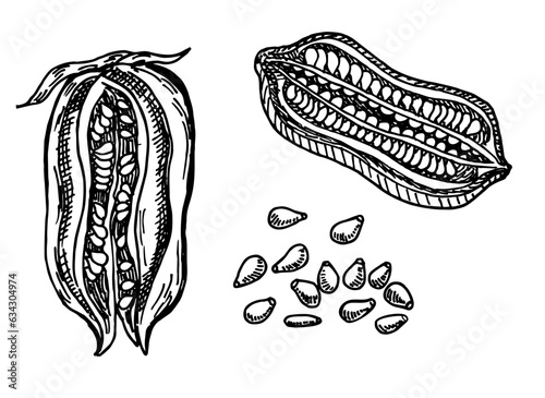 Sesame seed, nuts plant. Vector set. Hand drawn sketch in white background. Healthy plant. Sesame isolated on white. Treatment, care, food ingredient, kitchen herb