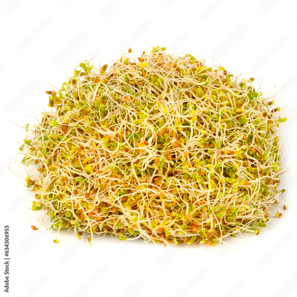 Alfalfa sprouts on white background