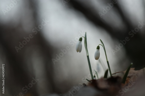 fiori di bucaneve nel bosco in inverno photo