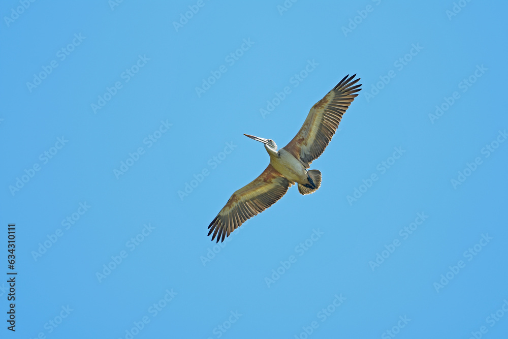 Pelican in flight against blue sky Pelican in flight against blue sky